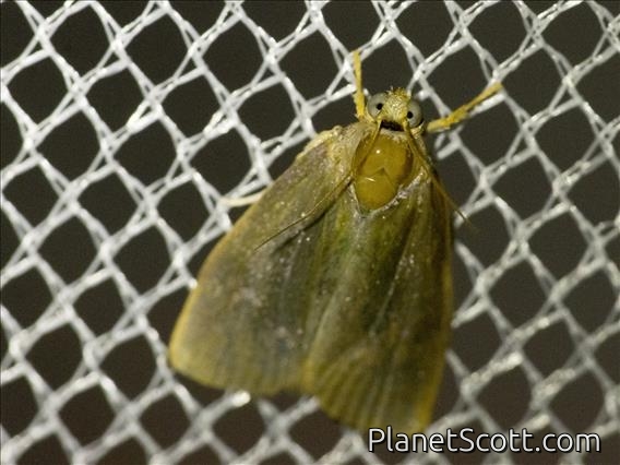 Immidae Butterfly (Immidae sp)