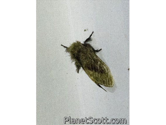 Tussock Moth (Lymantriinae sp)