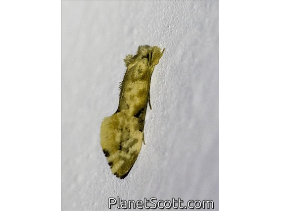 Fungus Moth (Moerarchis sp)