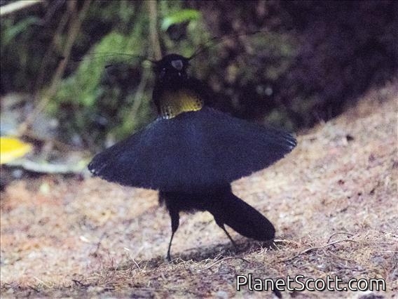 Western Parotia (Parotia sefilata)