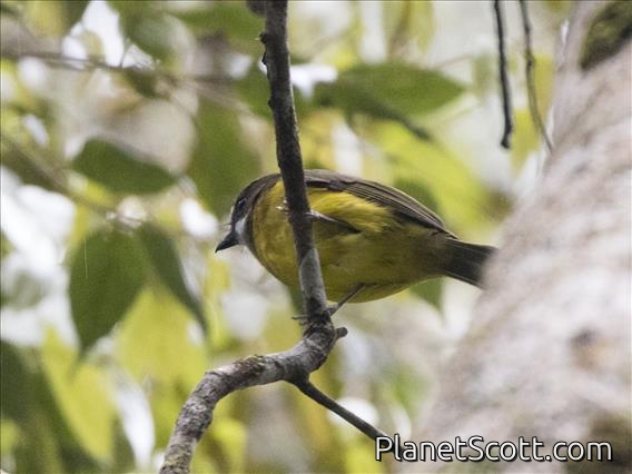 Sclater's Whistler (Pachycephala soror)