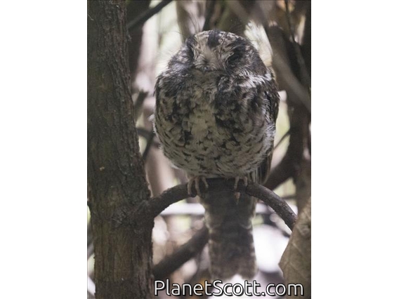 Mountain Owlet-Nightjar (Aegotheles albertisi)