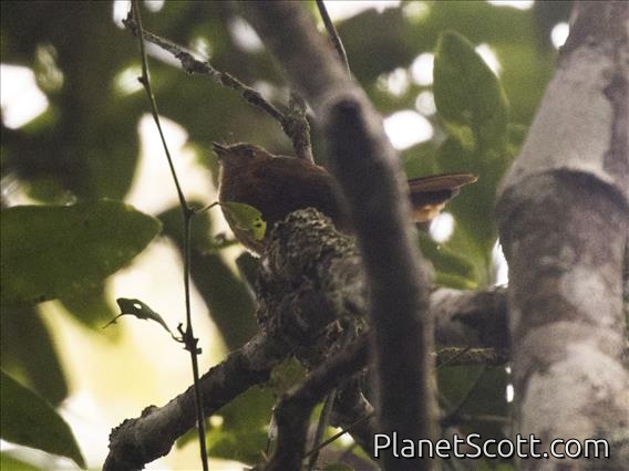 Black Fantail (Rhipidura atra) - Female