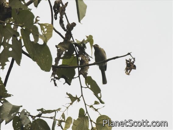 Scrub Honeyeater (Microptilotis albonotatus)