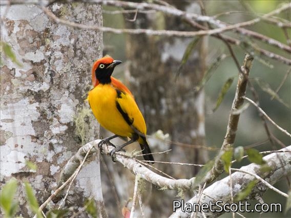 Masked Bowerbird (Sericulus aureus)
