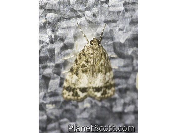 Pyraloid Moth (Pyraloidia sp)
