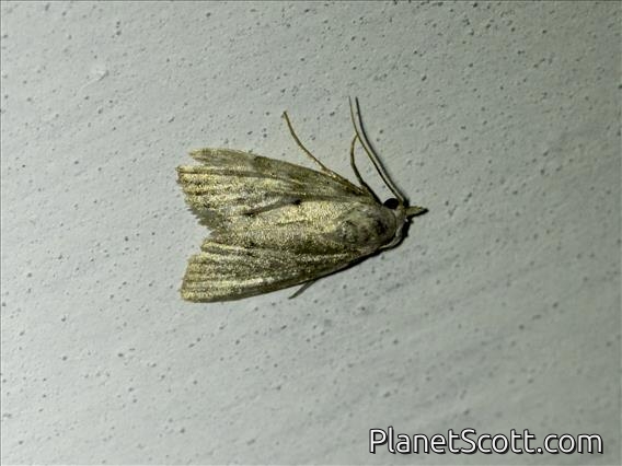 Tufted Moth (Nolinae sp)