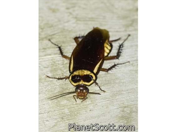 Australian Cockroach (Periplaneta australasiae)