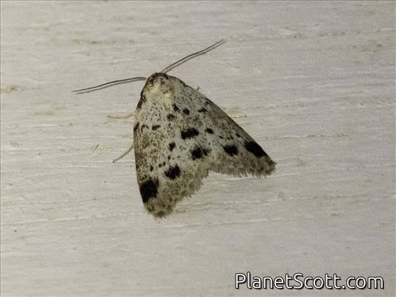 Roeseliidina Moth (Manoba punctatissima) ssp barbara