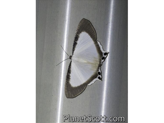 Swallowtail Moth (Cyphura sp)