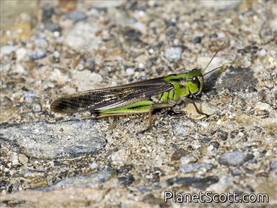 Migratory Locust (Locusta migratoria)