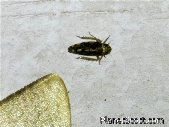 Leafhopper (Cicadellidae sp)