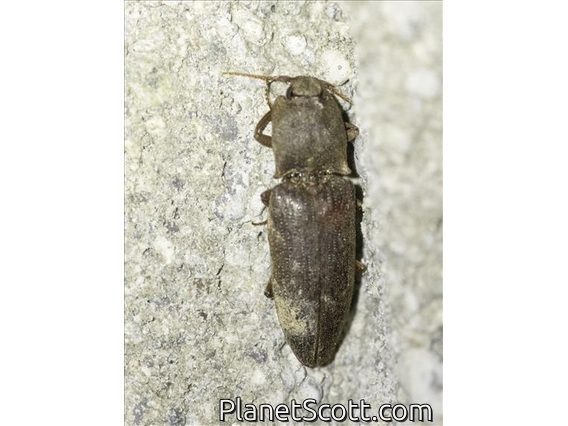 Click Beetle (Agrypnus sp)