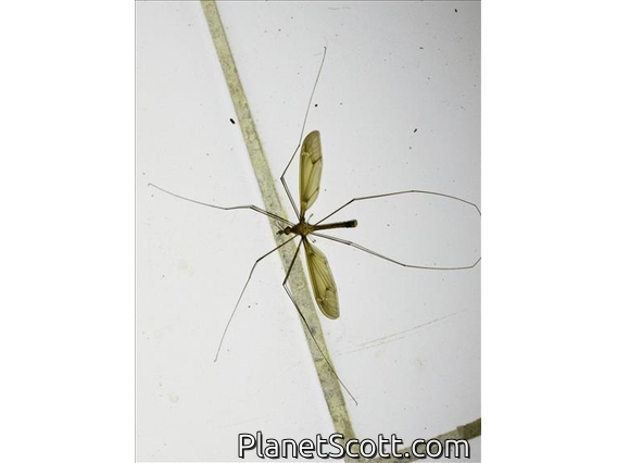 Crane Fly (Tipulinae sp)