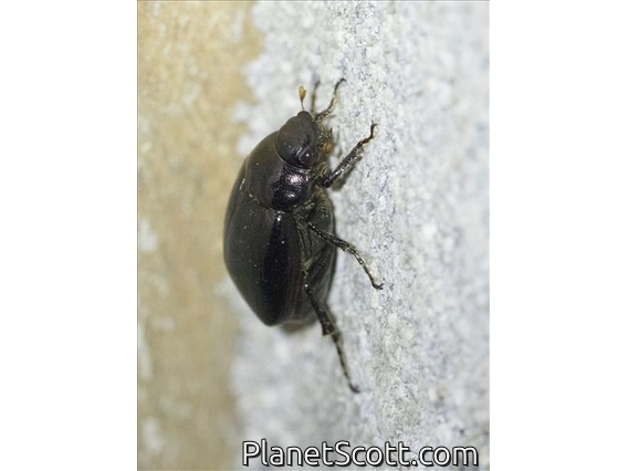 June Beetle (Apogonia sp)