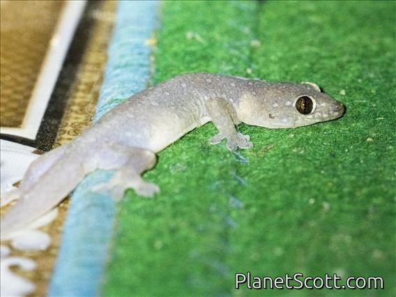 Common Four-clawed Gecko (Gehyra mutilata)