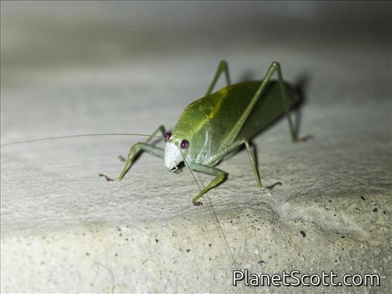 Common Speckled Katydid (Diastella latifolia)