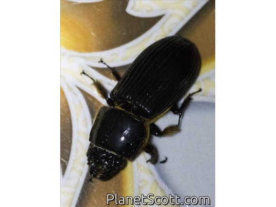 Bess Beetle (Passalidae sp)