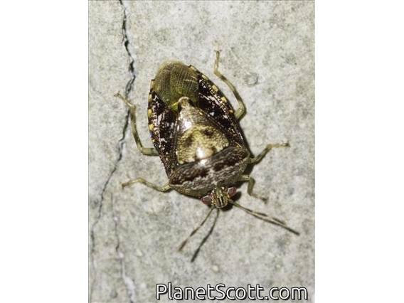 Stink Bug (Halyini sp)