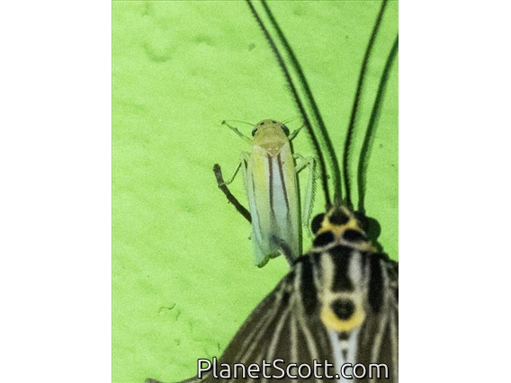 Leafhopper (Cicadellidae sp)