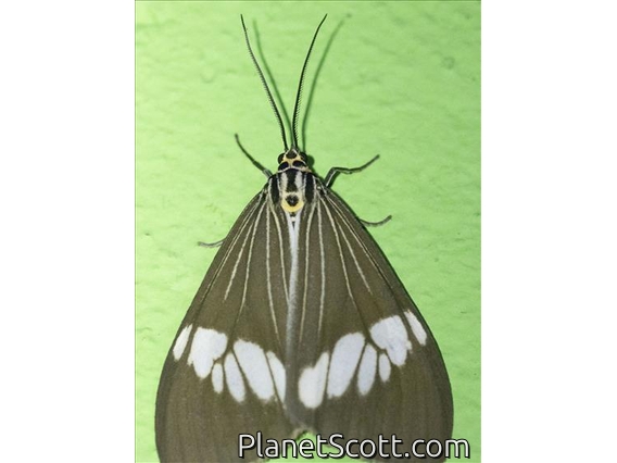 Asian Magpie Moth (Nyctemera baulus)