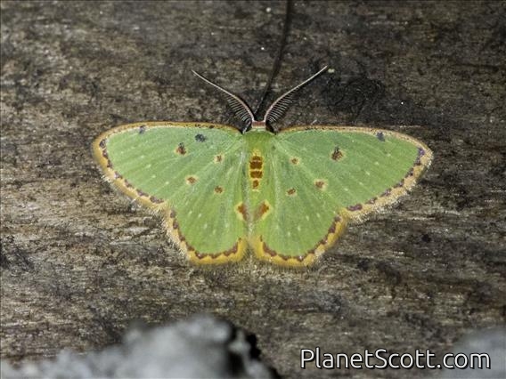 Emerald Moth (Comostola rufimargo)