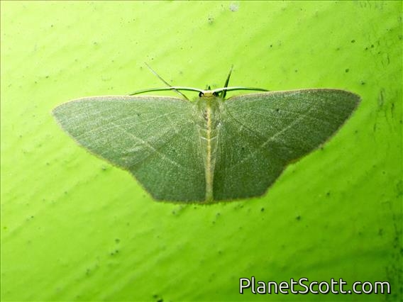 Emerald Moth (Prasinocyma sp)