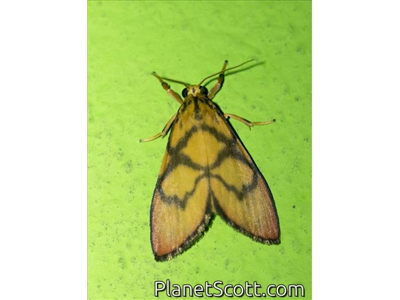 Tiger Moth (Integrivalvia decussa)