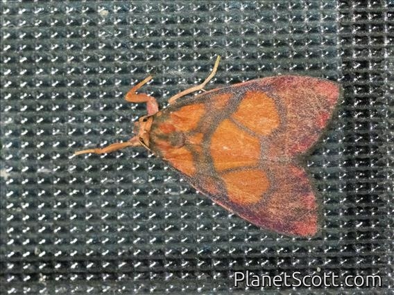 Lichen Moth (Integrivalvia sp)