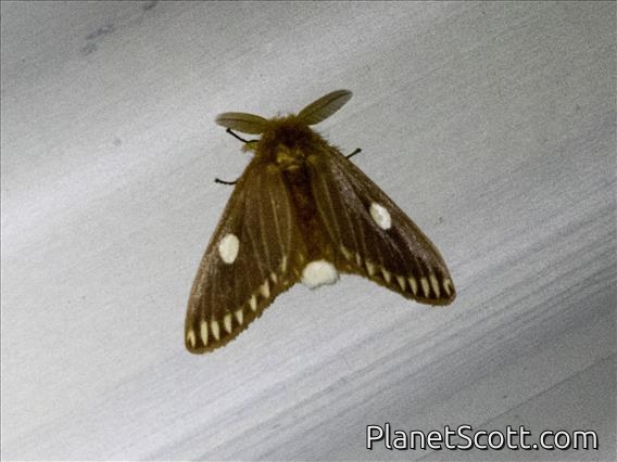 Tussock Moth (Nygmia pratti)