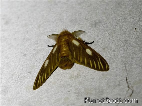 Tussock Moth (Euproctis sp)