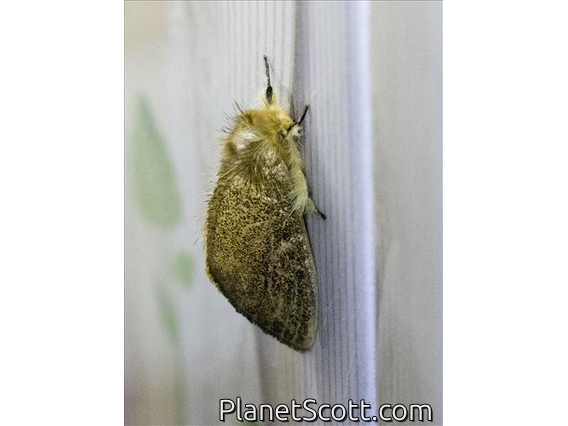 Tussock Moth (Lymantriinae sp)