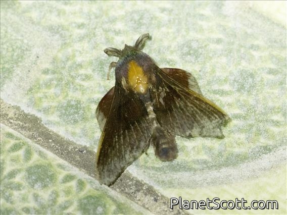 Lappet Moth (Lasiocampidae sp)