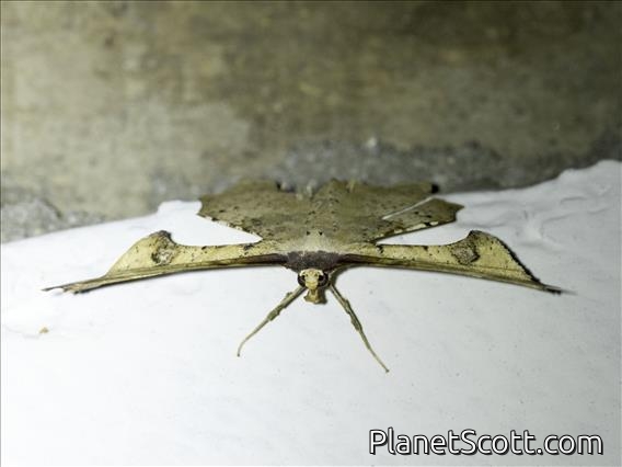 Geometer Moth (Xylinophylla maculata)