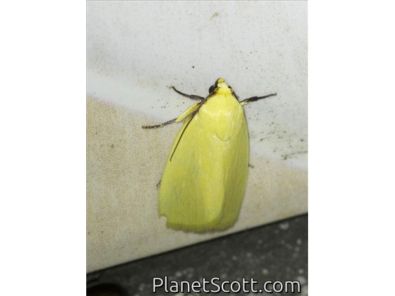 Tufted Moth (Earias sp)