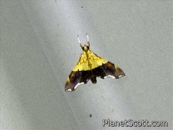 Pearl Moth (Agrotera semipictalis)