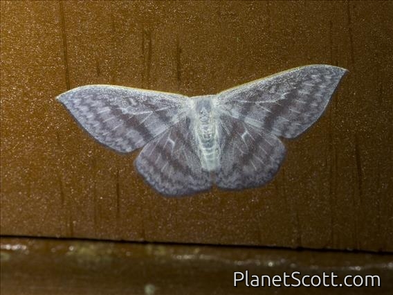 Hooktip Moth (Argodrepana verticata)