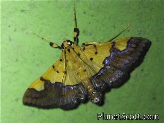 Pearl Moth (Endocrossis flavibasalis)