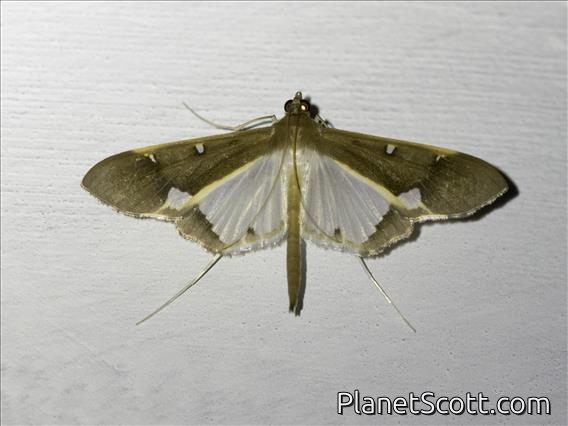Crambid Snout Moth (Tipuliforma triangulalis)