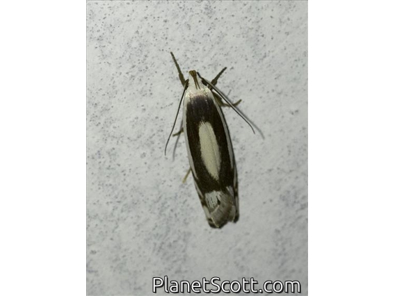 Curved-horn Moth (Gelechioidea sp)