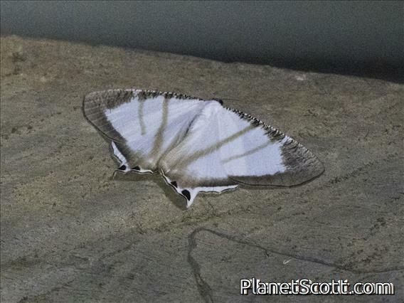 Swallowtail Moth (Cyphura marcoi)