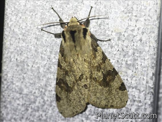 Tiger Moth (Spilosoma kebea)