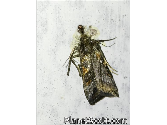 Pyraloid Moth (Pyraloidea sp)