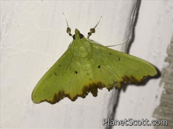 Pearl Moth (Parotis sp)