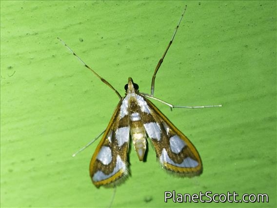 Crambid Snout Moth (Aulacodes sp)