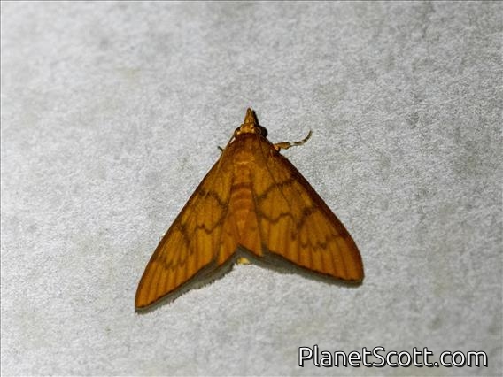 Crambid Snout Moth (Ecpyrrhorrhoe ignealis)