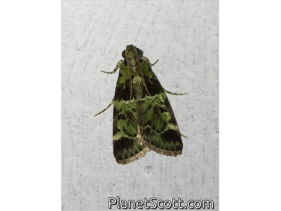 Pyralid Snout Moth (Pyralidae sp)