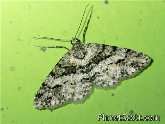 Boarmiini Moth (Myrioblephara sp)