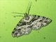 Boarmiini Moth (Myrioblephara sp)