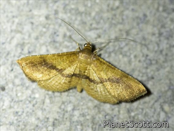 Window-winged Moth (Thyrididae sp)